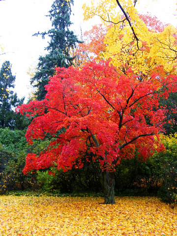 5 Trees with Incredible Fall Color for the TriState