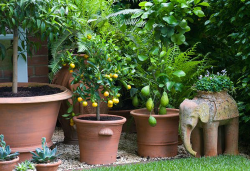 Our Favorite Container Gardens