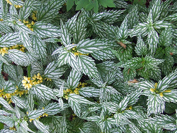 Try These 4 Deer-Resistant Groundcovers in Your Landscape
