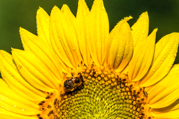 5 Native Perennials Great for Pollinators