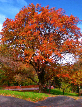 Our 6 Favorite Shade Trees for the TriState