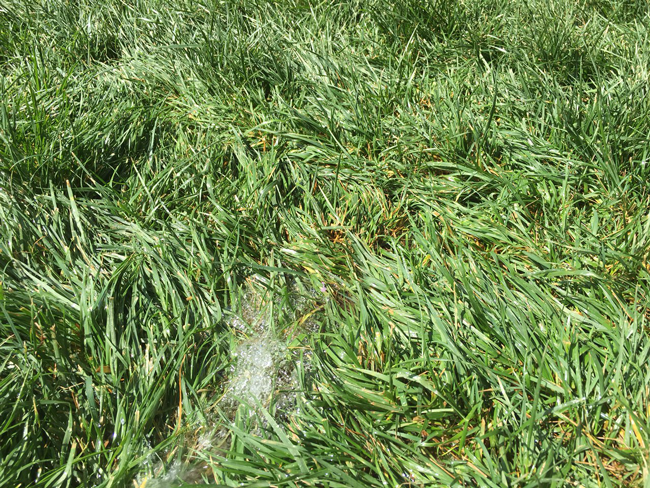 Three Signs Your Sprinkler System Has Sprung a Leak