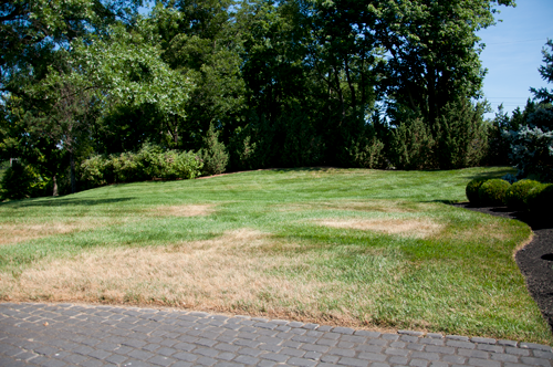 Stressed Lawns: Common Turf Problems You Might See this July