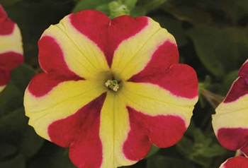Unusual Annuals for Your Garden