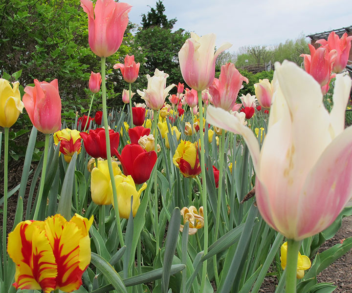 Road Trip: Visit these 5 Beautiful Gardens in Ohio