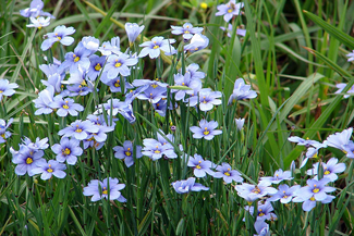 Our Top 10 Native Perennials