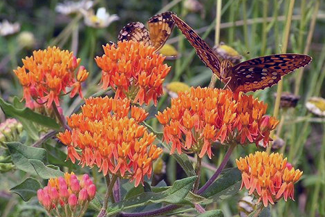 Our Top 10 Native Perennials