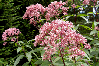 Our Top 10 Native Perennials