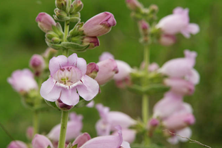 Our Top 10 Native Perennials