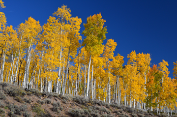 5 Trees with Incredible Fall Color for the TriState