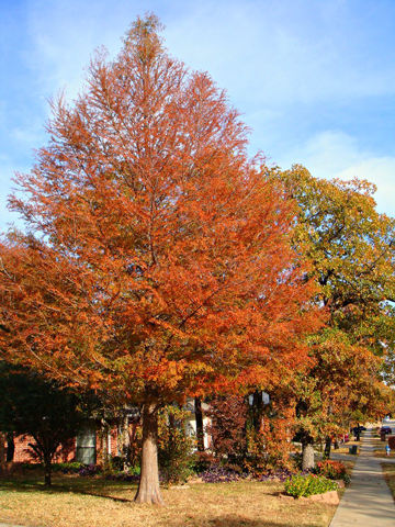 5 Trees with Incredible Fall Color for the TriState