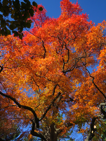 5 Trees with Incredible Fall Color for the TriState