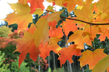 5 Trees with Incredible Fall Color for the TriState