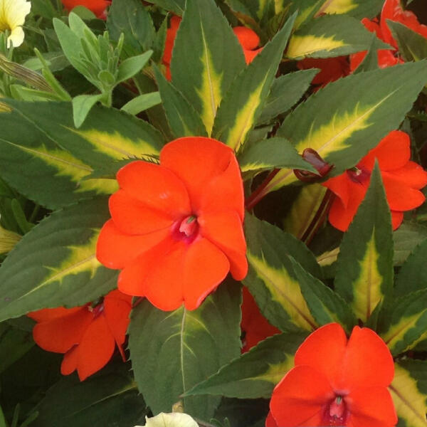 5 Standout Annual Flowers for Cincinnati Gardens