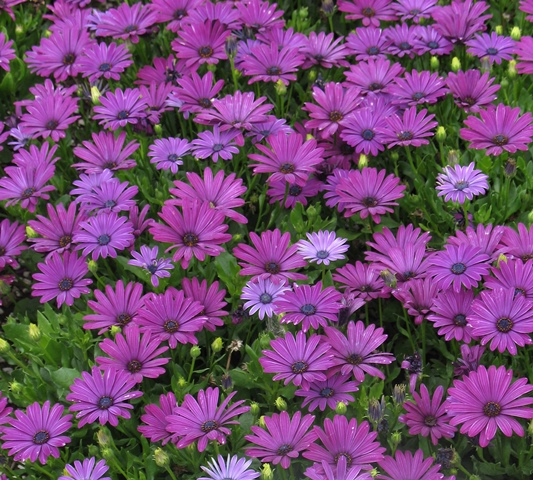 5 Standout Annual Flowers for Cincinnati Gardens