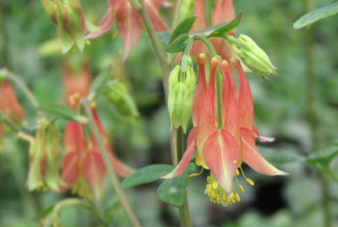 Lush Native Gardens Offer a Beautiful Habitat-- for Wildlife and for People