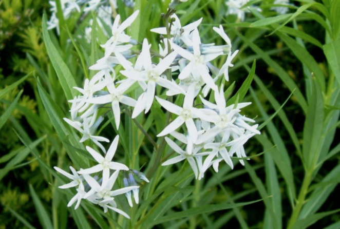 Lush Native Gardens Offer a Beautiful Habitat-- for Wildlife and for People