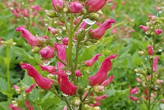 Lush Native Gardens Offer a Beautiful Habitat-- for Wildlife and for People