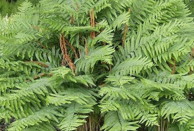 Lush Native Gardens Offer a Beautiful Habitat-- for Wildlife and for People