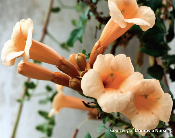 Yellow Trumpetvine