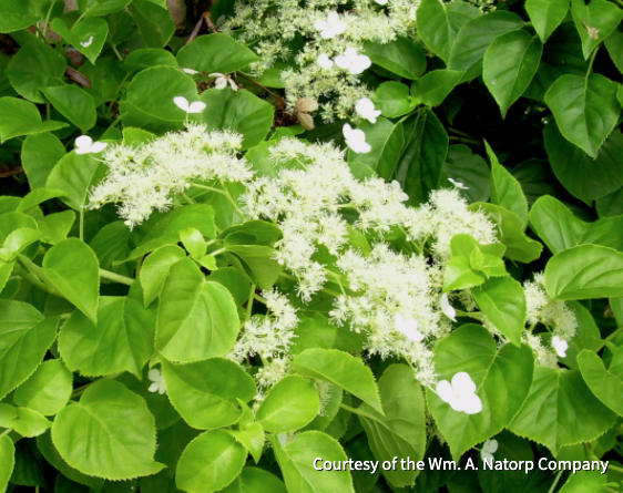 5 Climbing Vines to Elevate Any Garden