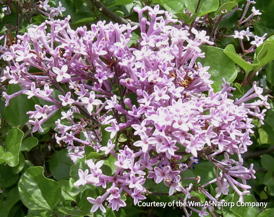 Best Shrubs and Bushes: Dwarf Korean Lilac