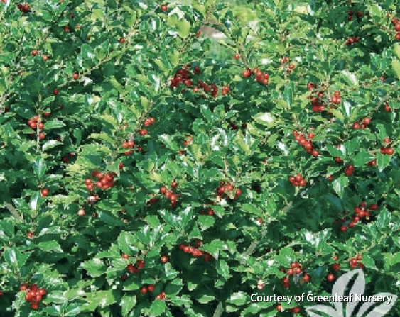 Best Shrubs and Bushes: Blue Princess Meserve Holly