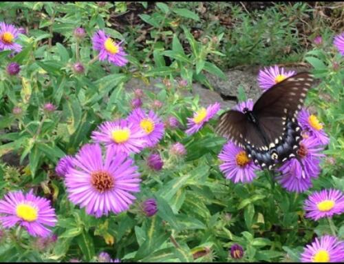 Plant Your Ohio Native Spring Garden this Fall