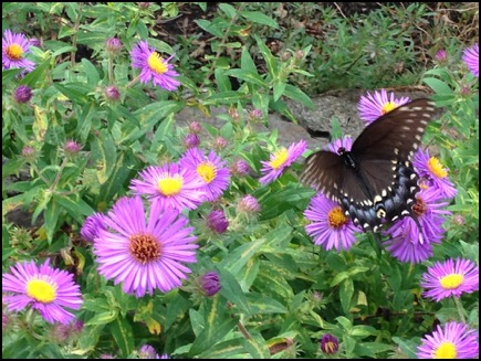 Plant Your Ohio Native Spring Garden this Fall