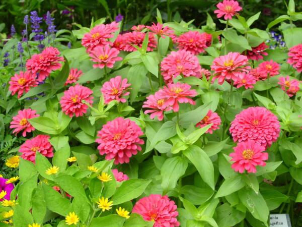 5 Standout Annual Flowers for Cincinnati Gardens