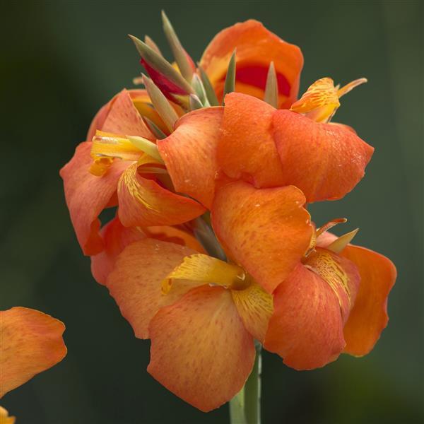 5 Standout Annual Flowers for Cincinnati Garden Beds