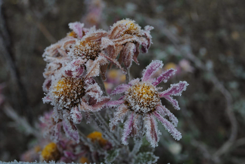 Get Your Garden Ready for Winter