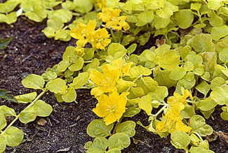 Cincinnati's Best Deer-Resistant Plants