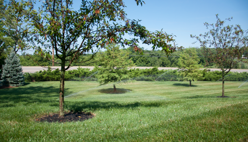 To Keep Trees Healthy in Summer, Try These Irrigation Changes