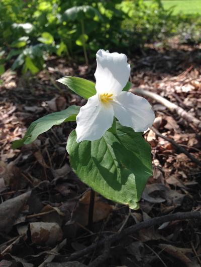 Plant Your Ohio Native Spring Garden this Fall