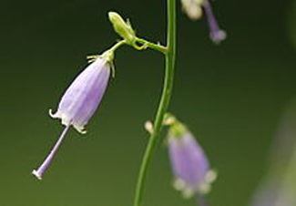 Cincinnati's Best Deer-Resistant Plants