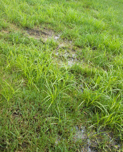 Has Your Lawn Sprinkler System Sprung a Leak?