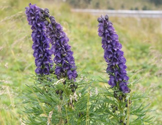 Cincinnati's Best Deer-Resistant Plants