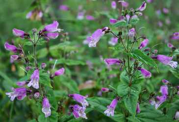 5 Native Perennials Great for Pollinators