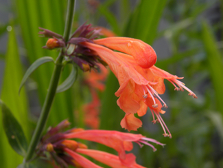 Cincinnati's Best Deer-Resistant Plants