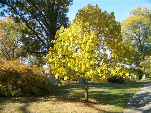 Ornamental Trees with a Serious WOW Factor