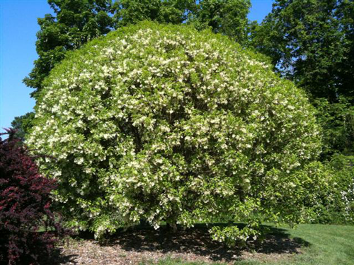 Ornamental Trees with a Serious WOW Factor