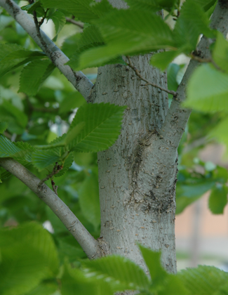 Our 6 Favorite Shade Trees for the TriState