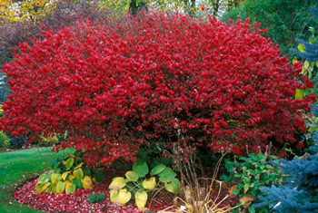 These 5 Shrubs are Great Options for TriState Gardens