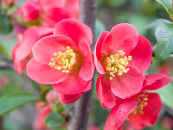 These 5 Shrubs are Great Options for TriState Gardens