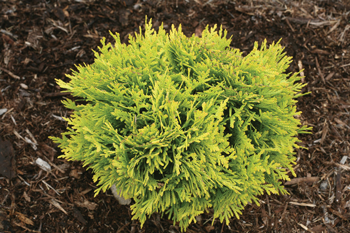 These 5 Shrubs are Great Options for TriState Gardens