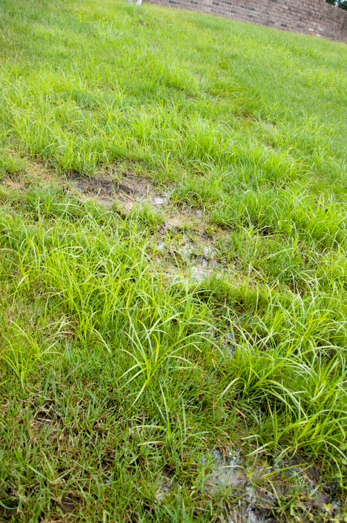 Sprinkler System Repair: 2 Kinds of Irrigation Leaks