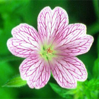 Hardy Geranium