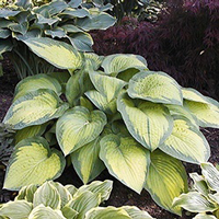 Hosta