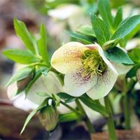 Lenten Rose